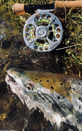 Reel and fish Reel and fish