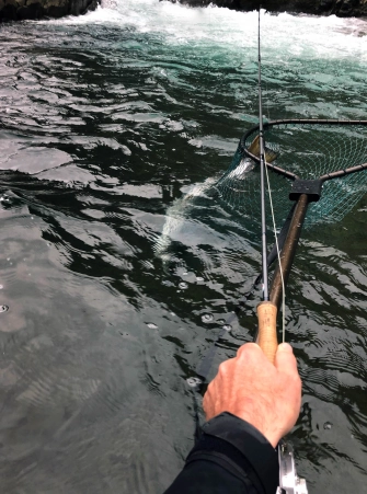 Salmon landed Salmon landed