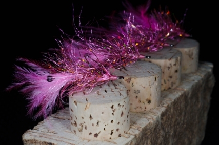 Pink Shrimp Pink Shrimp