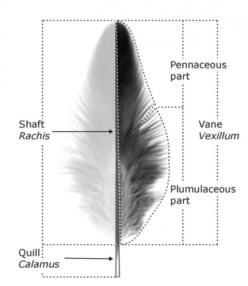 Basic feather structure Basic feather structure