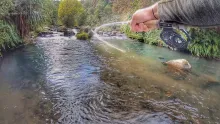 Video thumb for Sight fishing the best river ever