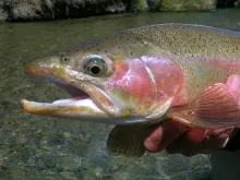 User submitted picture: The business end of a bea...