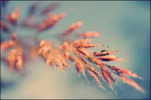 User submitted picture: Morning dew taken with ca...