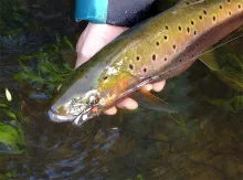 User submitted picture: Trout caught on a Chernob...