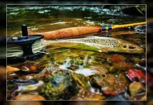 User submitted picture: Small Trout