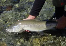 User submitted picture: Another large NZ Brown Tr...