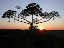 User submitted picture: The Hated Hogweed