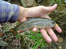 User submitted picture: beautiful fish