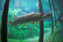 User submitted picture: Pike in the Danish freshw...