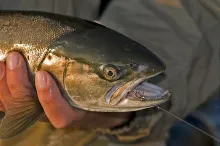 User submitted picture: Seatruot caught in the su...