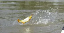 User submitted picture: Jumping hooked Dorado