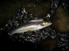 User submitted picture: Small Seatrout caught wit...