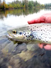 User submitted picture: Last "silver" Trout of ...