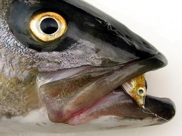 User submitted picture: Nantucket Sound Striped S...