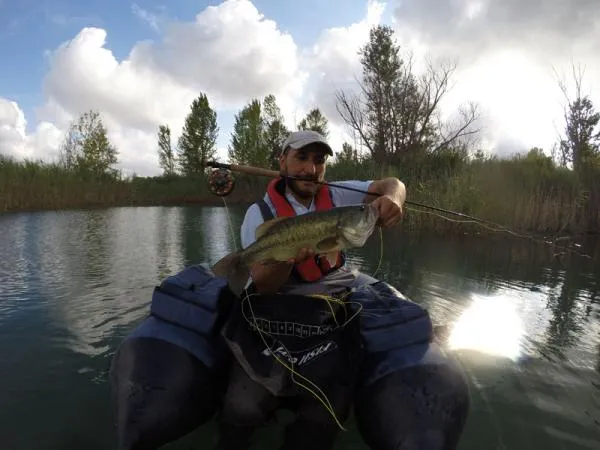 User submitted picture: Largemouth Bass on fly
