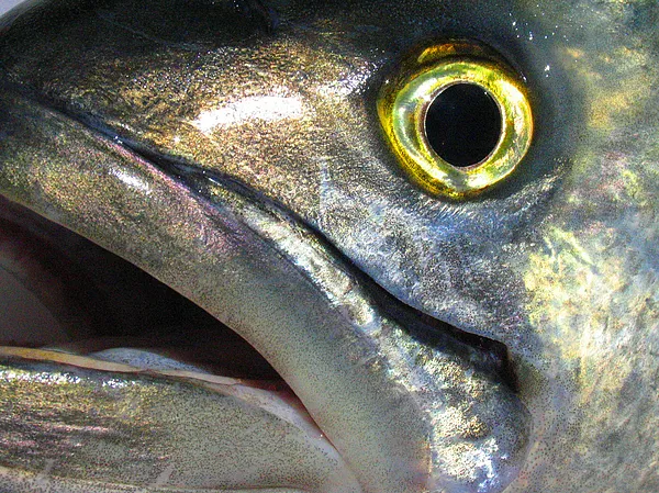 User submitted picture: Yellow Eyed Toothy Devil....